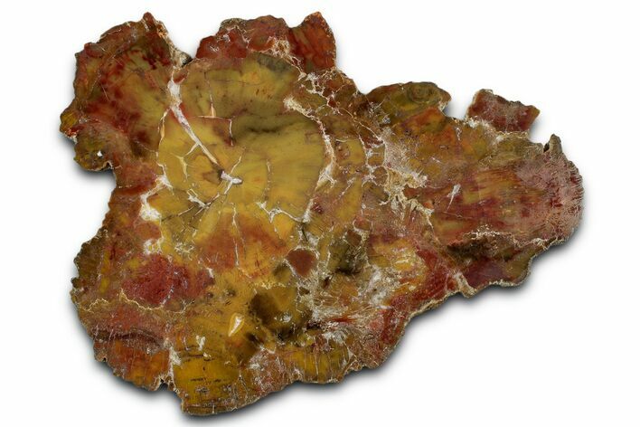 Polished Yellow Cat Jasper Replaced Petrified Wood - Utah #346221